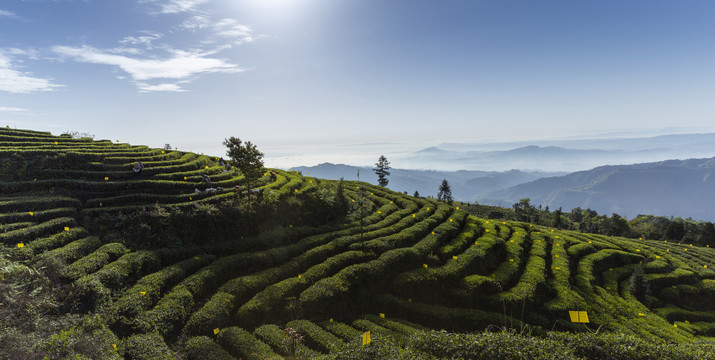 屏山大乘茶山风光