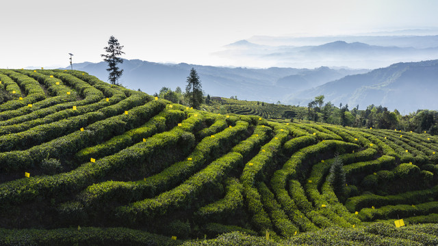 薄雾缭绕山脉蜿蜒茶山风光