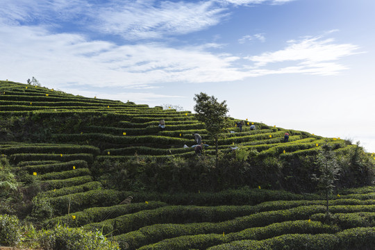 蓝天白云茶山风光