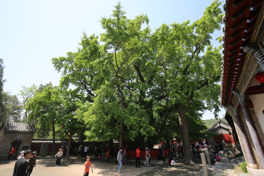 天下第一银杏树定林寺