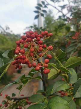 鲜花椒