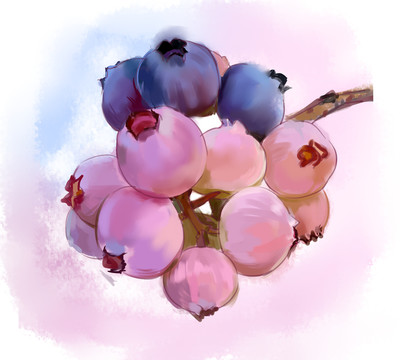 水彩蓝莓插画