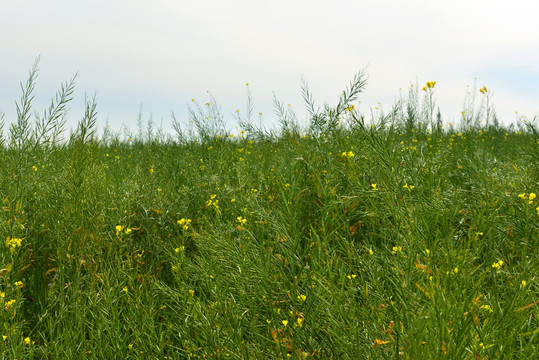 油菜花