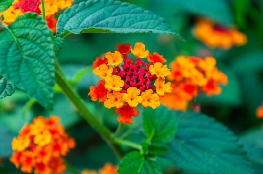 五色梅五彩花粉团花紫阳花