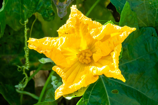 南瓜花花蕾蔬菜瓜果