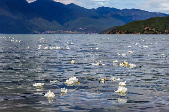 泸沽湖水性扬花