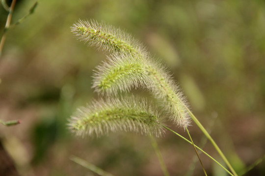 狗尾巴草