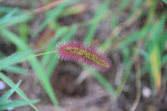 狗尾巴草