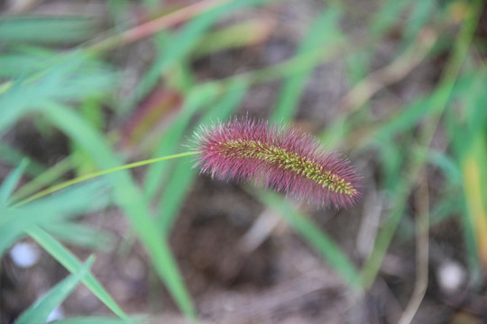 狗尾巴草