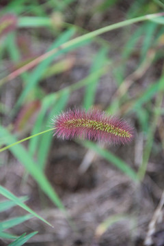 狗尾巴草