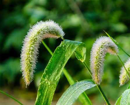 狗尾草