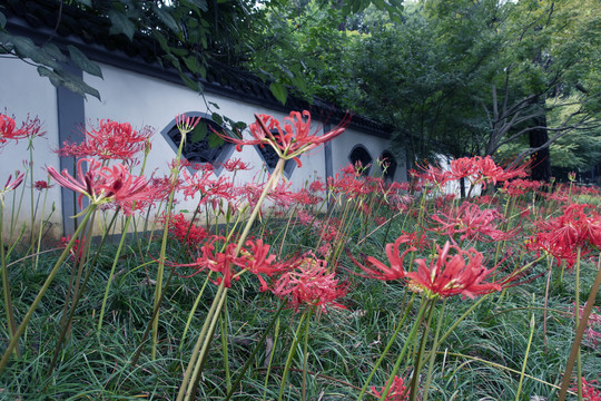 彼岸花