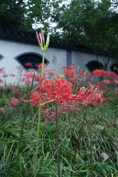 彼岸花