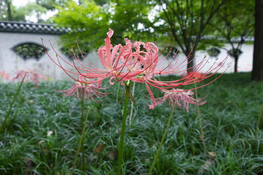彼岸花
