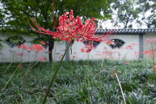 彼岸花