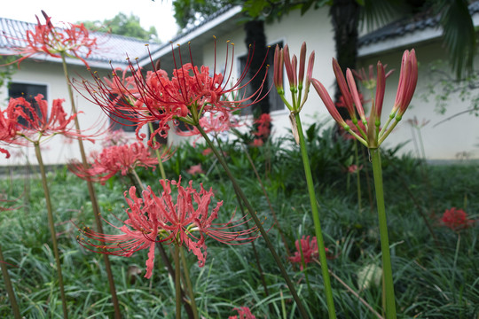 彼岸花