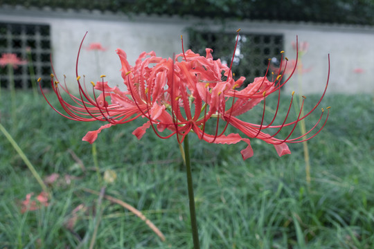 彼岸花