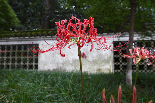 彼岸花
