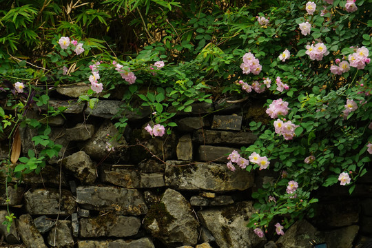 花卉砖墙