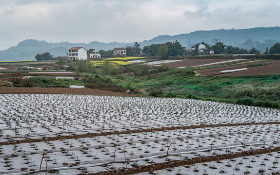 希望的田野