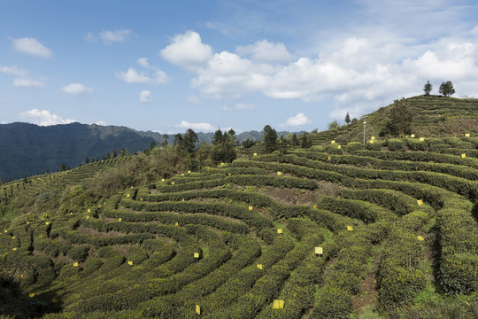 宜宾屏山大乘镇岩门茶山自然风光