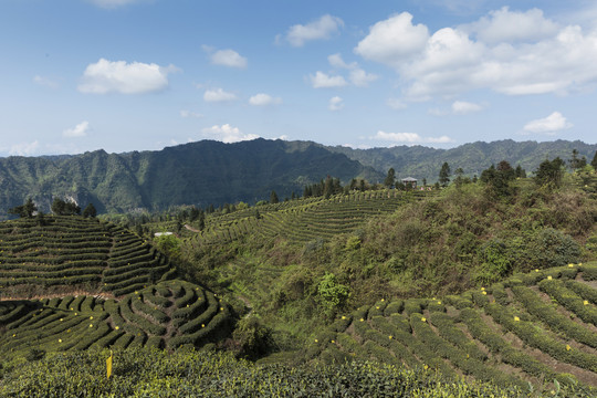 宜宾屏山大乘镇岩门茶山自然风光