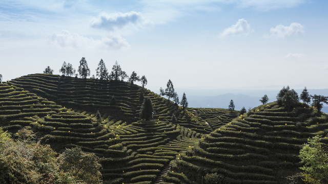 蜿蜒茶山蓝天白云自然风光