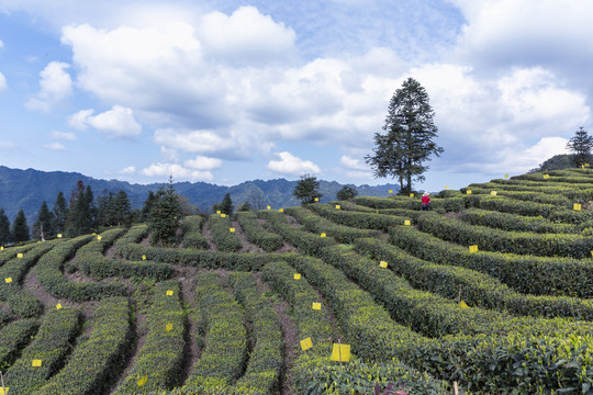 蜿蜒茶山蓝天白云自然风光