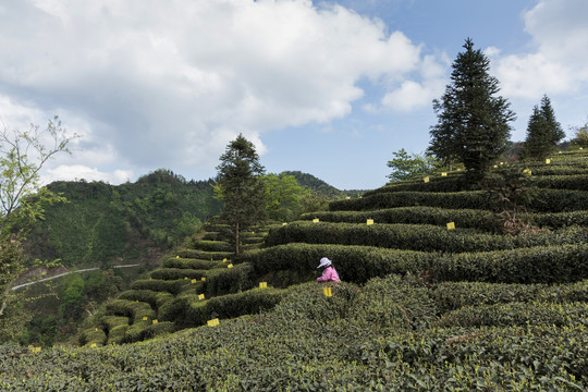 蜿蜒茶山蓝天白云自然风光