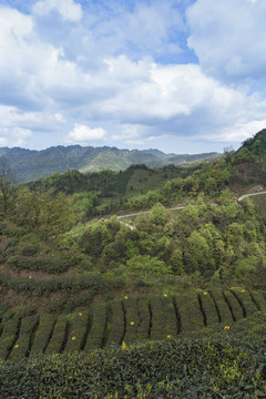 蜿蜒茶山蓝天白云自然风光