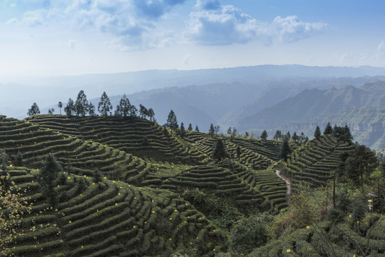 蓝天白云茶山风光