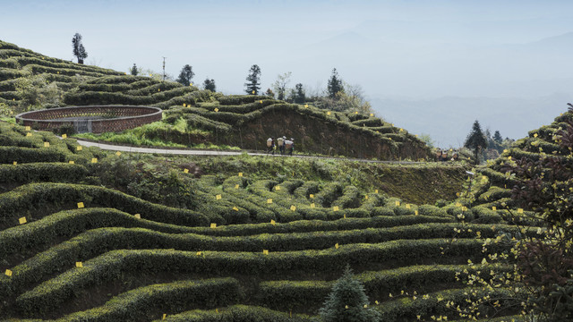 宜宾屏山大乘镇岩门茶山自然风光