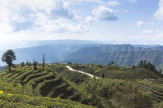 蓝天白云茶山风光