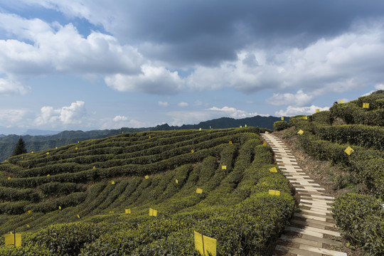 蓝天白云茶山风光