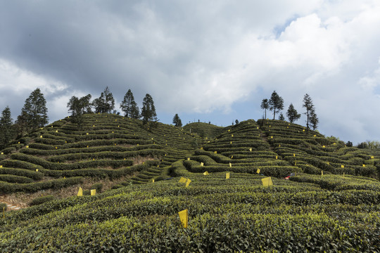 宜宾屏山大乘镇岩门茶山自然风光