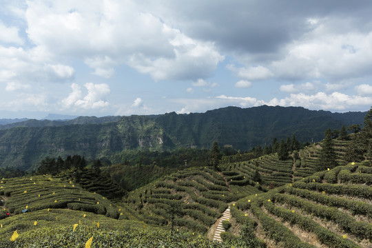 宜宾屏山大乘镇岩门茶山自然风光