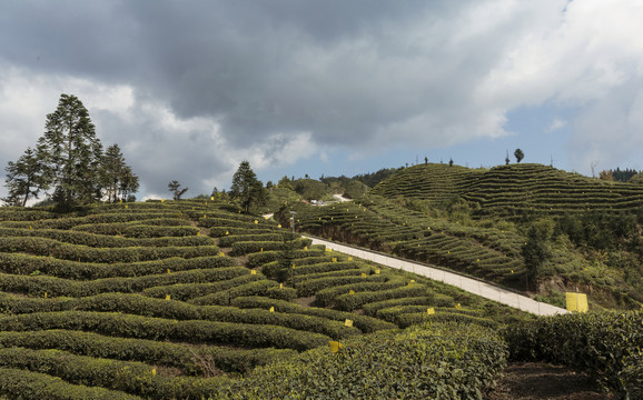 宜宾屏山大乘镇岩门茶山