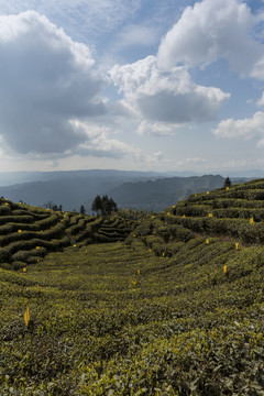 宜宾屏山大乘镇岩门茶山