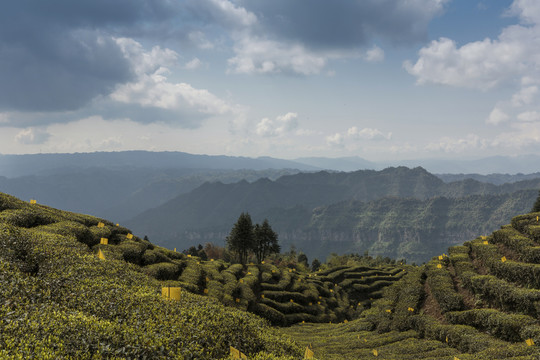 宜宾屏山大乘镇岩门茶山