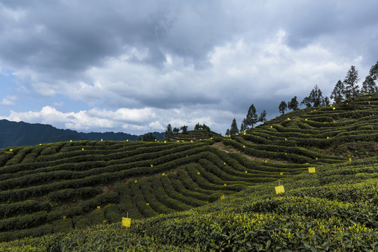 宜宾屏山大乘镇岩门茶山