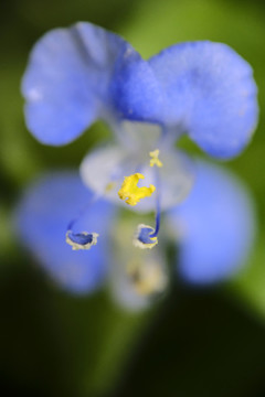 鸭趾草