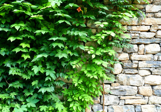 石墙绿植