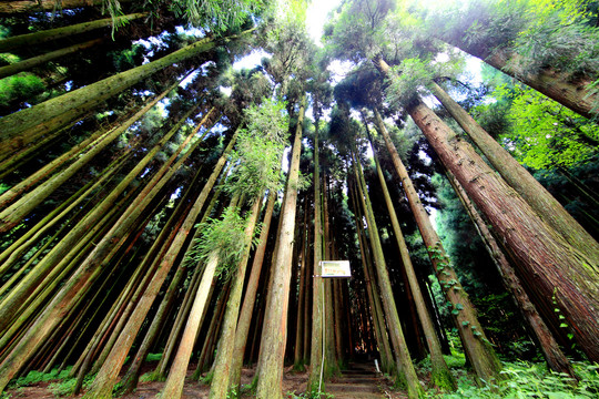 武陵山森林步道