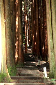 森林步道