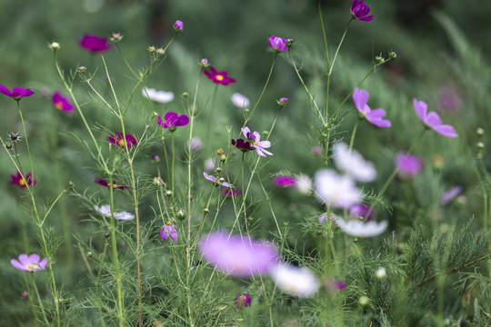 波斯菊