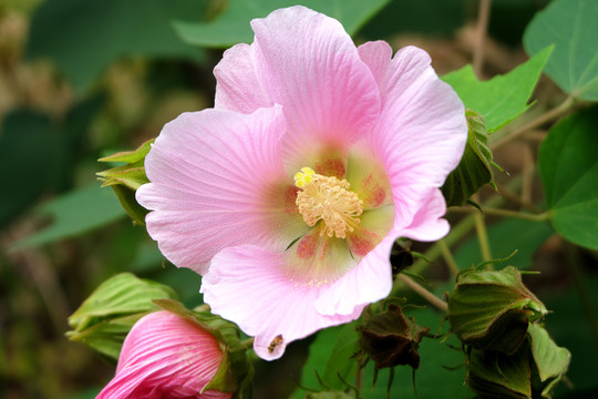 木芙蓉朱槿花