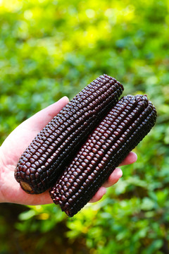 黑玉米