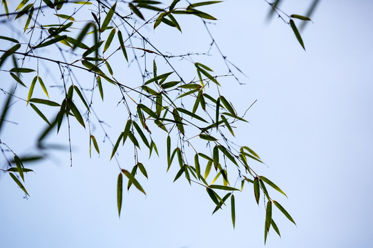 水墨竹叶