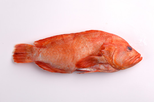 红石斑鱼