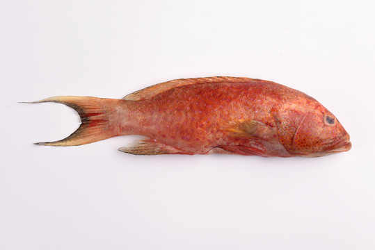 章红鱼